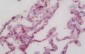 HLA-E Antibody (clone MEM-E/02)